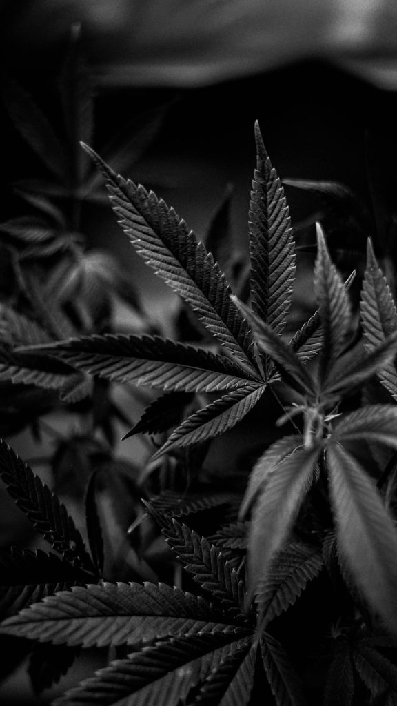 a-black-and-white-photo-of-a-marijuana-plant-ab818ons6ey