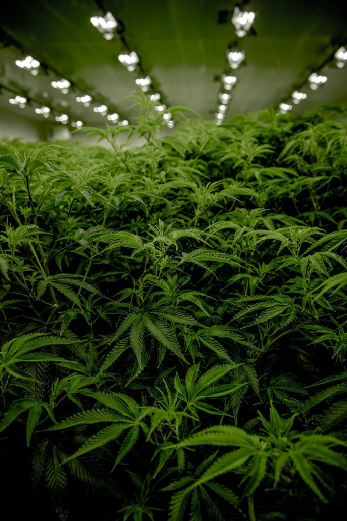 Next Green Wave Cannabis plants in California